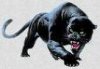 panther 4.jpg